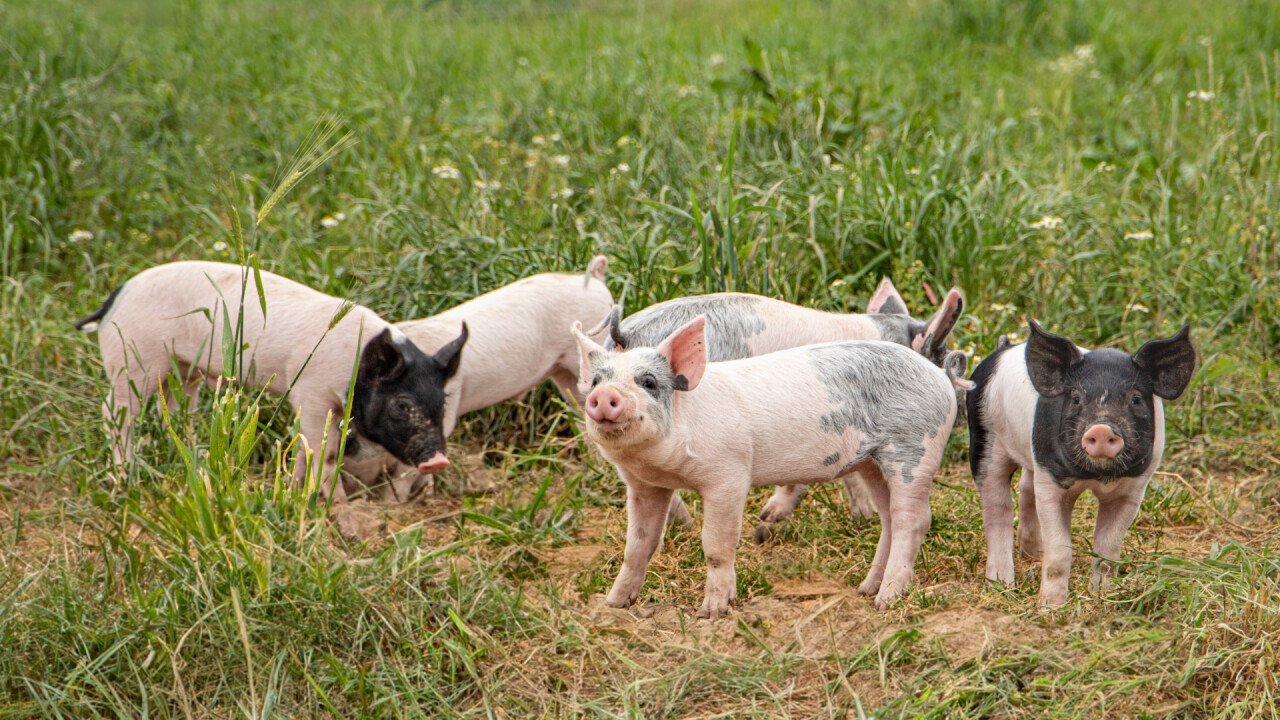 Grazing piglets